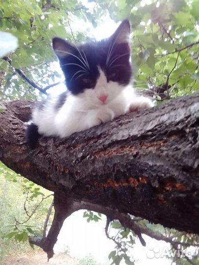 Котенок в добрые руки