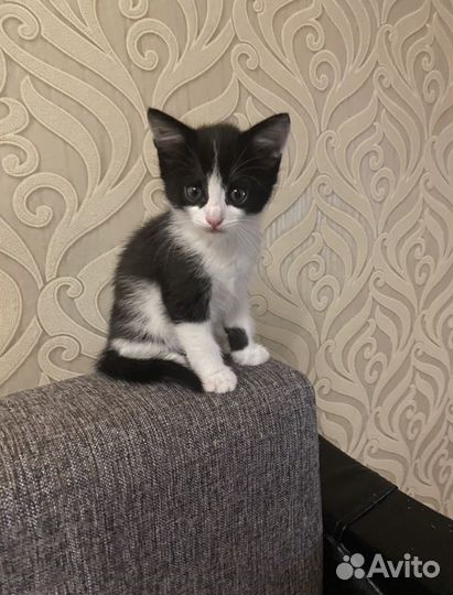 Котик 2 месяца