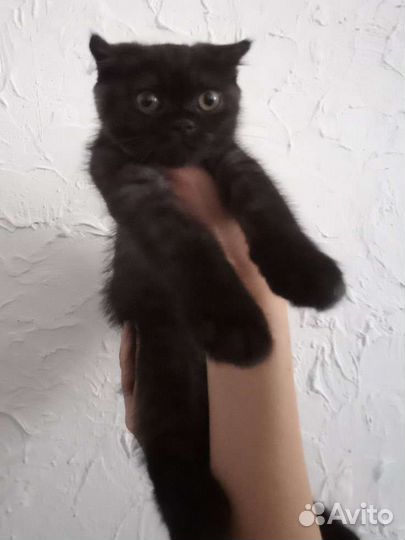 Котенок в дар бесплатно