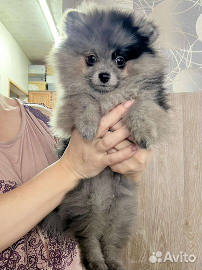 Померанский шпиц мини, мрамор