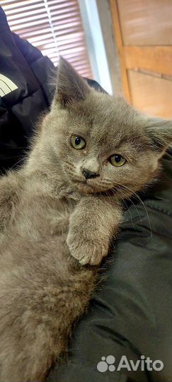 Котенок