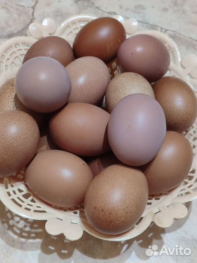 Домашние куриные яйца