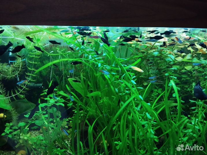 Мальки молинезии велифера