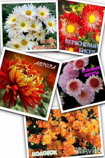 Корейская хризантема