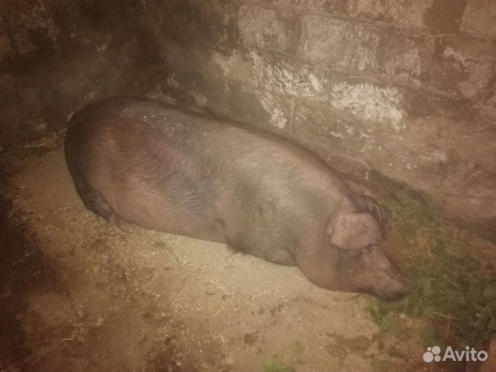 Поросята дюрок