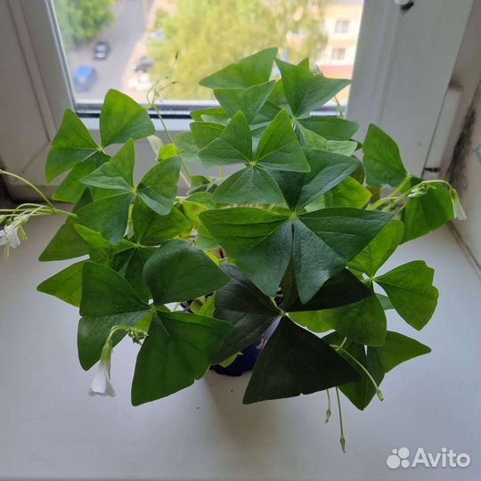 Комнатные цветы