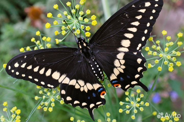 Тропические Бабочки т/б-9