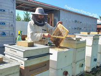 Пчелопакеты с пасеки Карника Карпатка пчелы