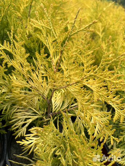 Туя западная Голден Глоб