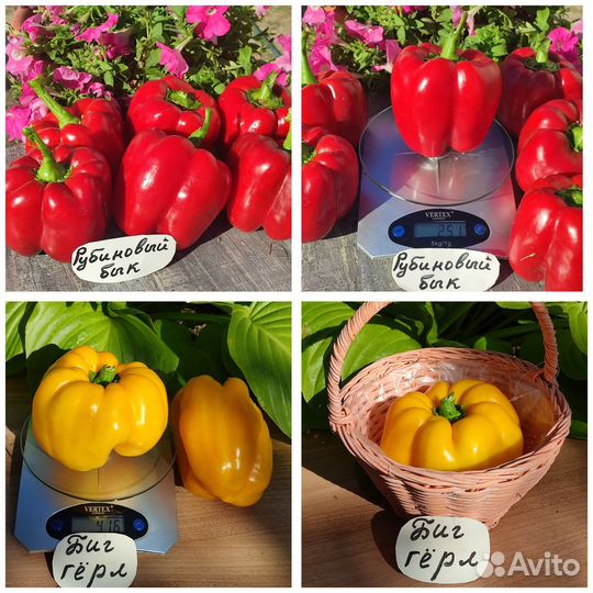 Семена крупноплодных перцев