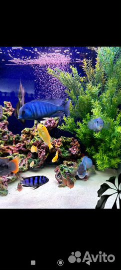 Большой аквариум с рыбками, тумбой и оборудованием