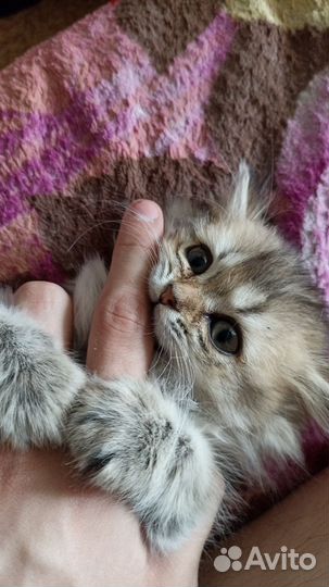 Британская кошка