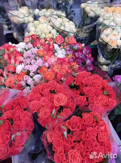 Кустовые розы