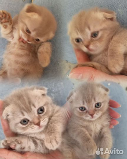 Шотландские котята