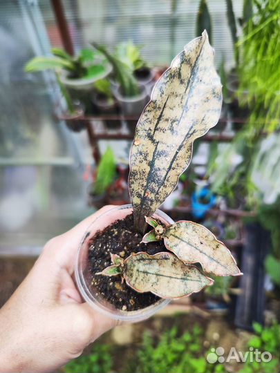 Сансевьерия сортовая