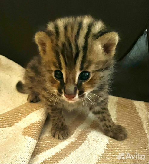 Котята дальневосточного лесного кота