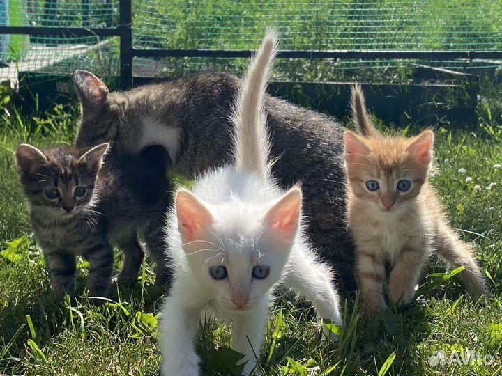 Котята в добрые руки мальчики