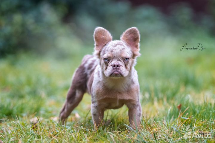 Кобель Изабелла мерль флаффи