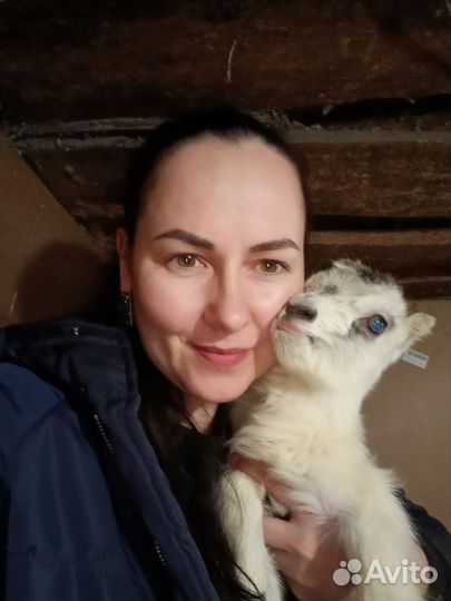 Козел на племя и козлята