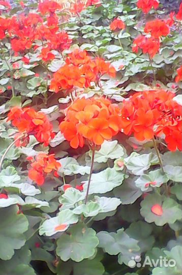 Герань кроваво красная