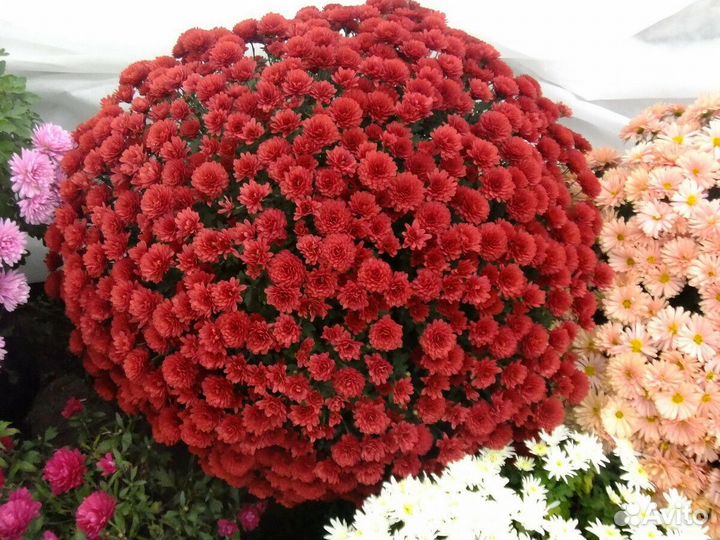 Мультифлора