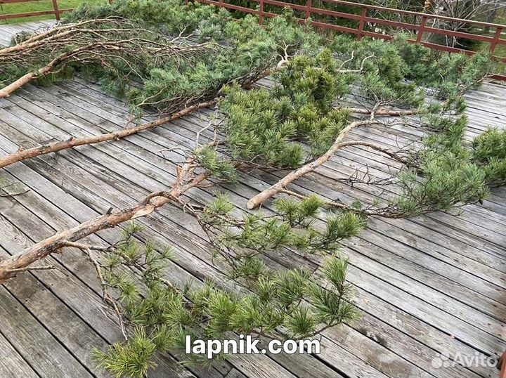 Лапник укрывной