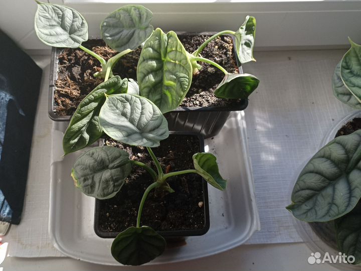 Домашние цветы