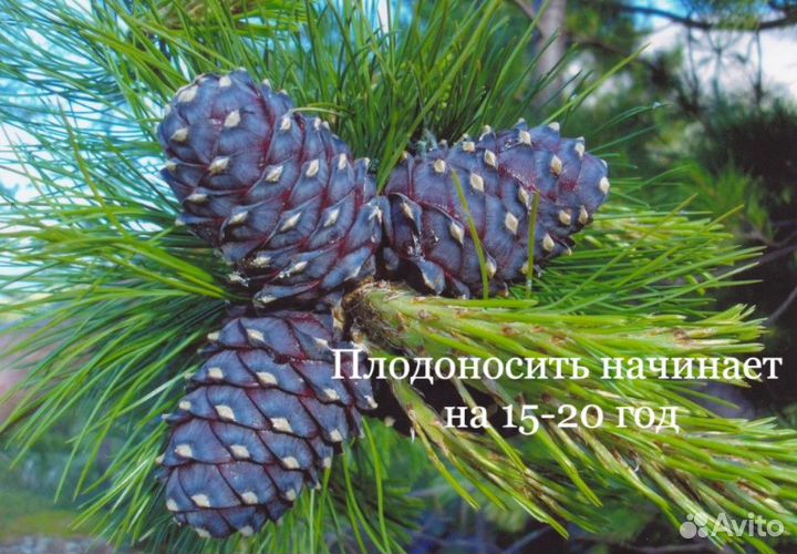 Кедр саженцы / сеянцы