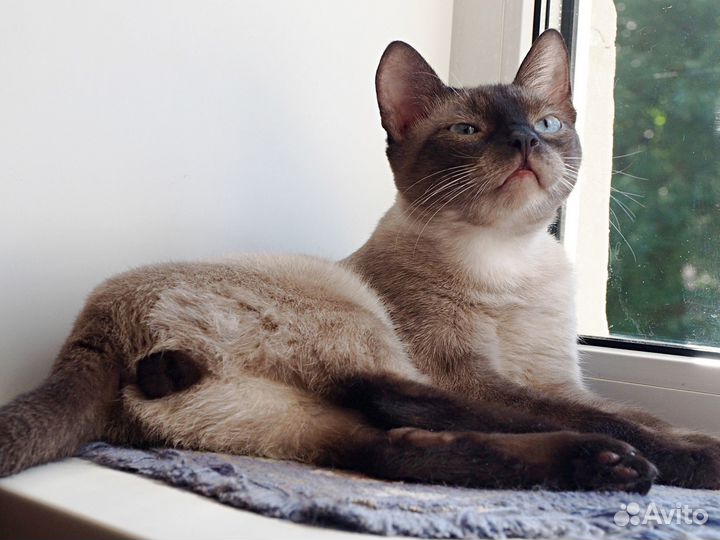 В добрые руки