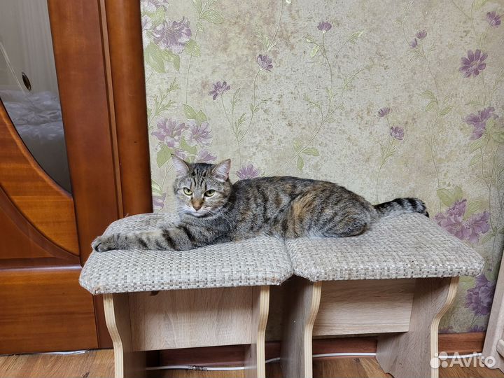 Кошечка домашняя