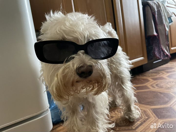 Вязка собак цвергшнауцер