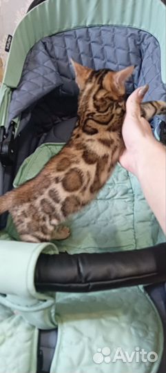 Бенгальская