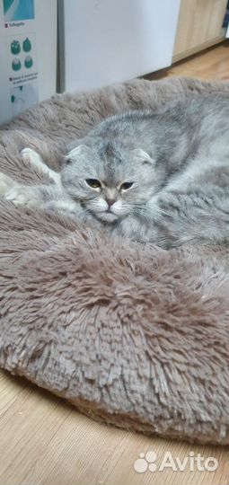 Британская кошка в дар
