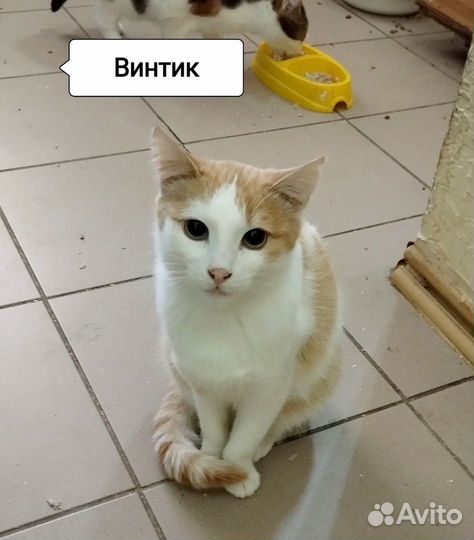 Винтик