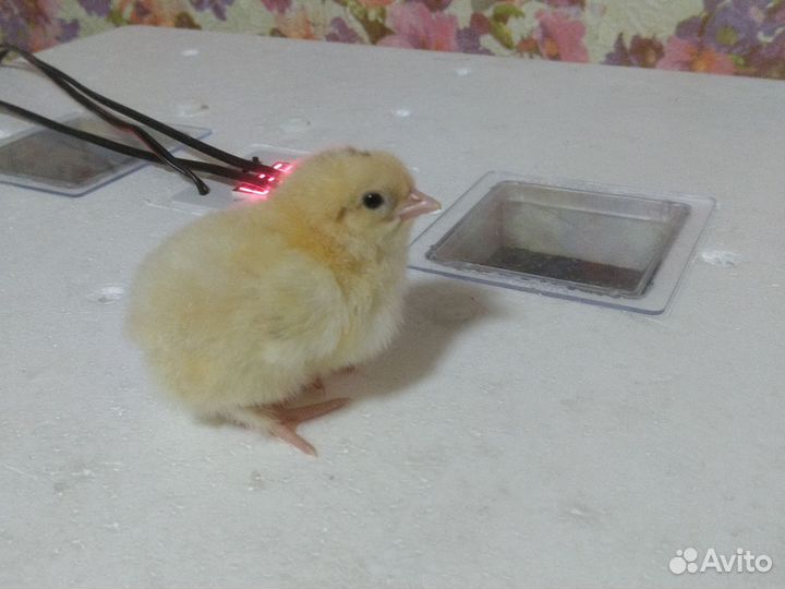 Продам цыплят