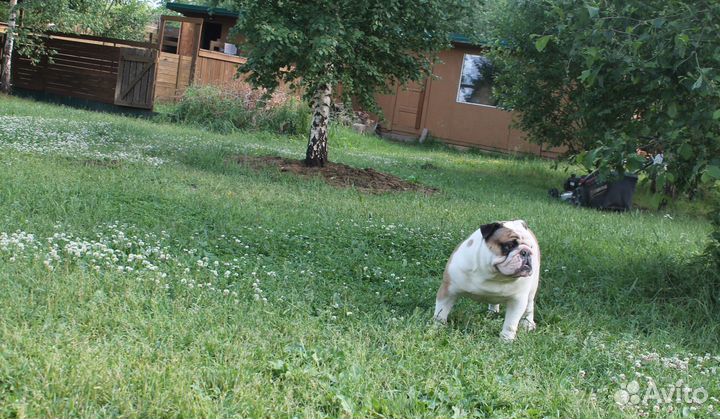 Гостиница для собак