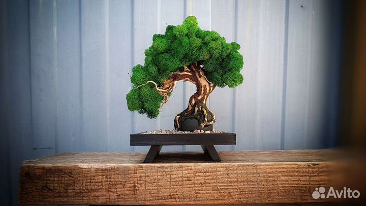 Интерьерное Бонсай.Стабилизированный мох.Эко декор