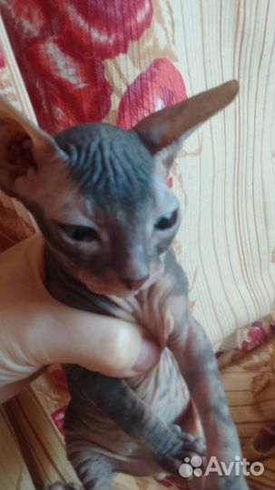 Донской сфинкс