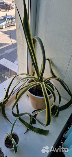 Комнатные растения - Агава Королевская в горшке