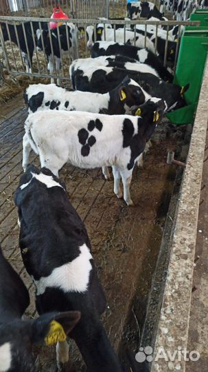 Телята бычки мясные