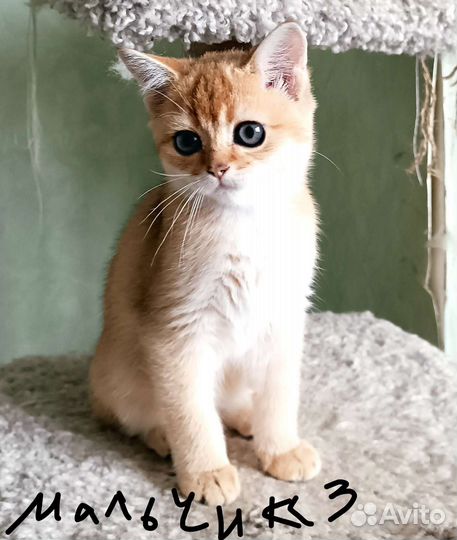 Котики бесплатно
