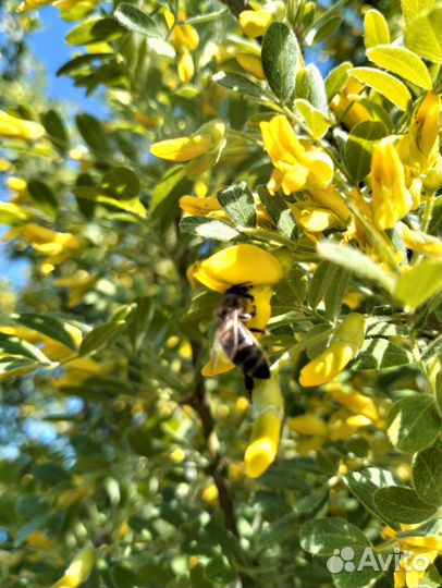 Мёд акация 2024г