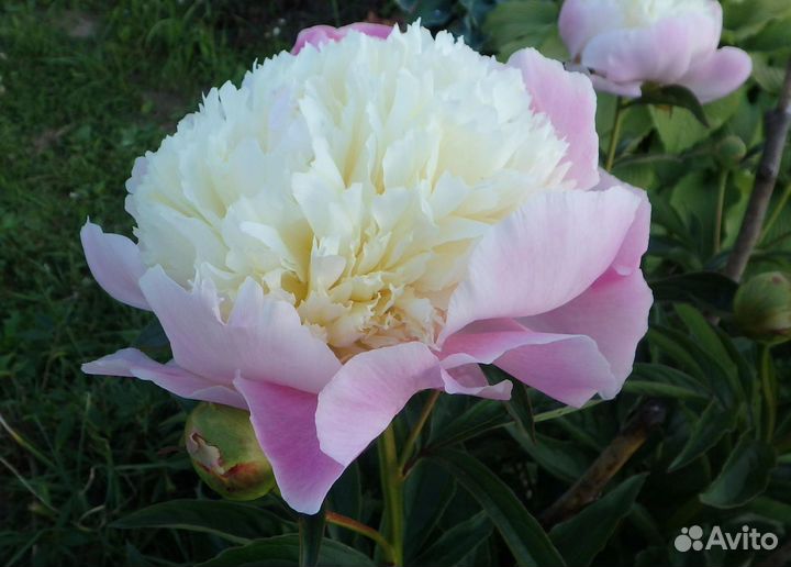 Пион Touch of Class (Тач оф Класс) на осень 2023 г