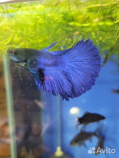 Аквариумные рыбки