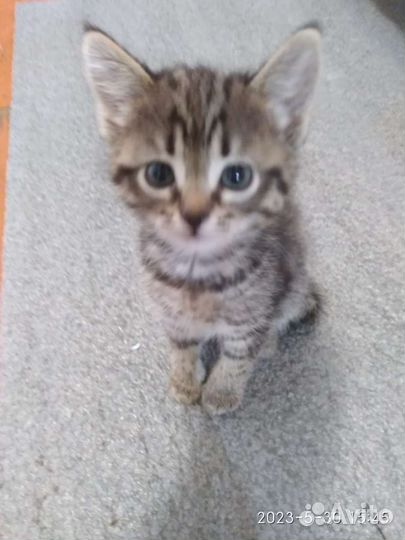 Кошка в дар бесплатно