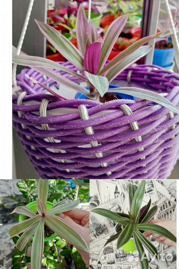 Рео полосатый, традесканция, аглаонема, циперус