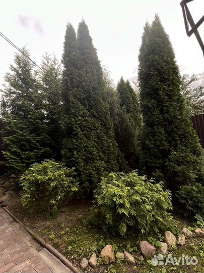 Туи, можжевельники, голубая ель