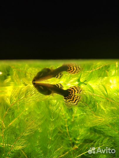 Аквариумные рыбки