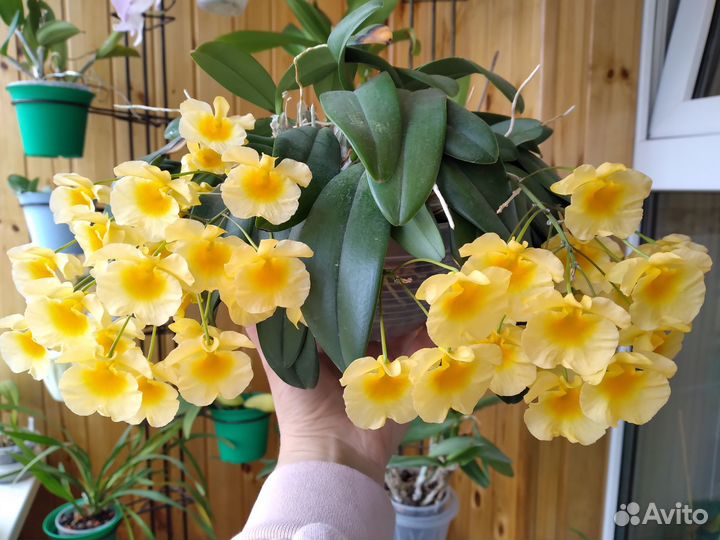 Dendrobium aggregatum