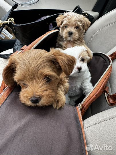 Щенки мальтипу мини